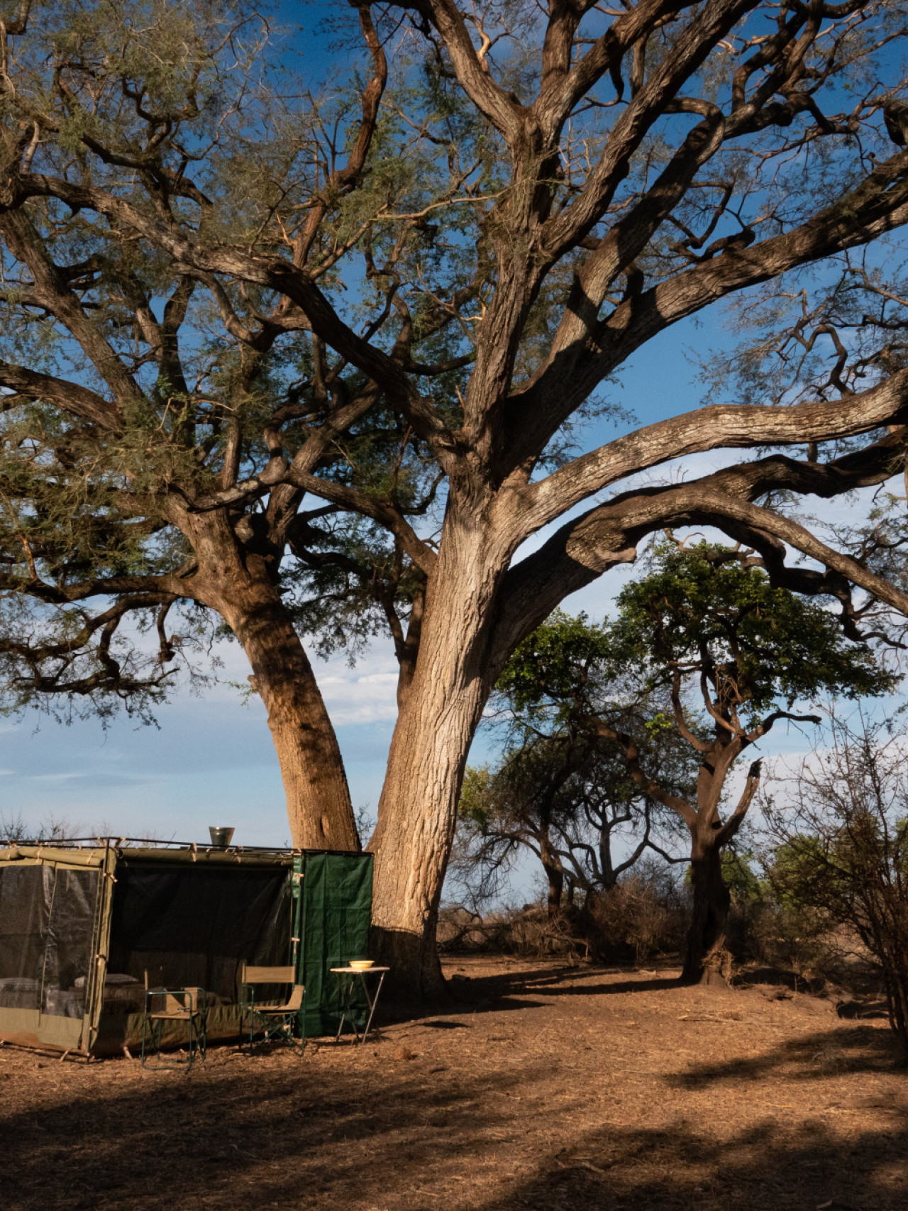 Authentisches Safari-Erlebnis in der afrikanischen Wildnis