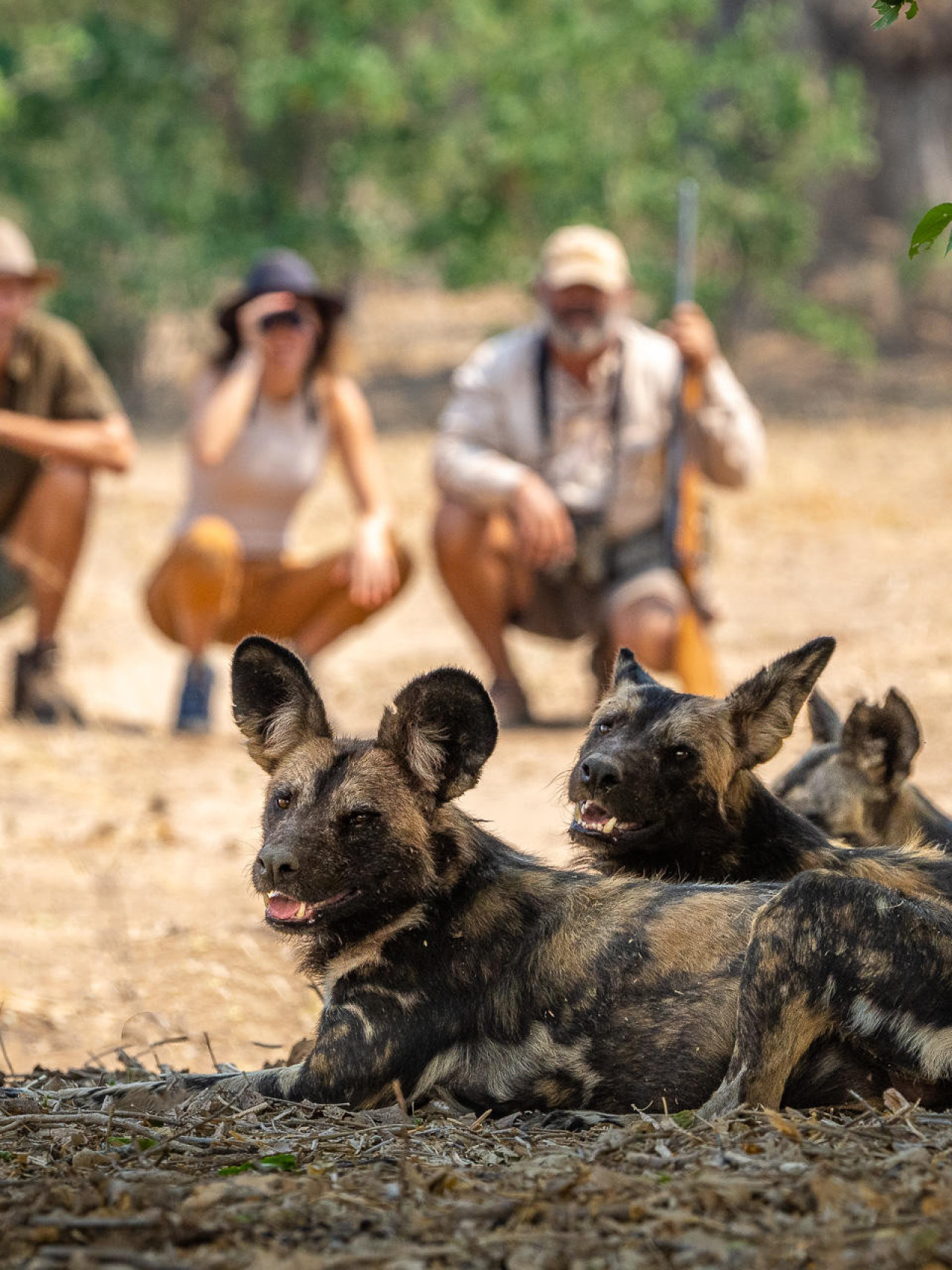 Beobachtung der Tiere im Jeep oder zu Fuß