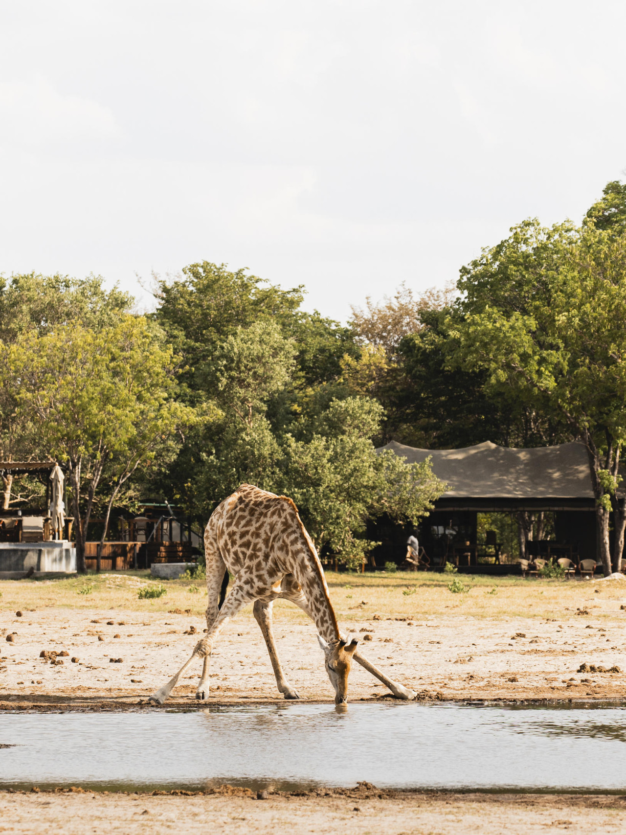 Großartige Safari-Erlebnisse im klassischen Camp