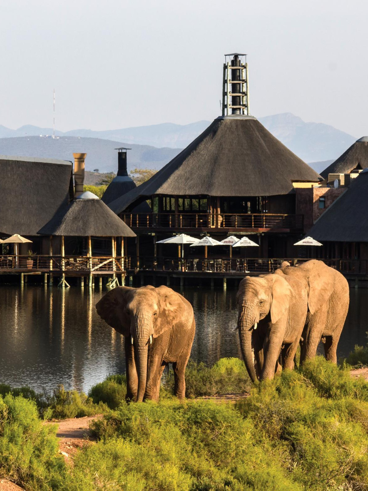 Einzigartige und dezente Eleganz an einem Wasserloch