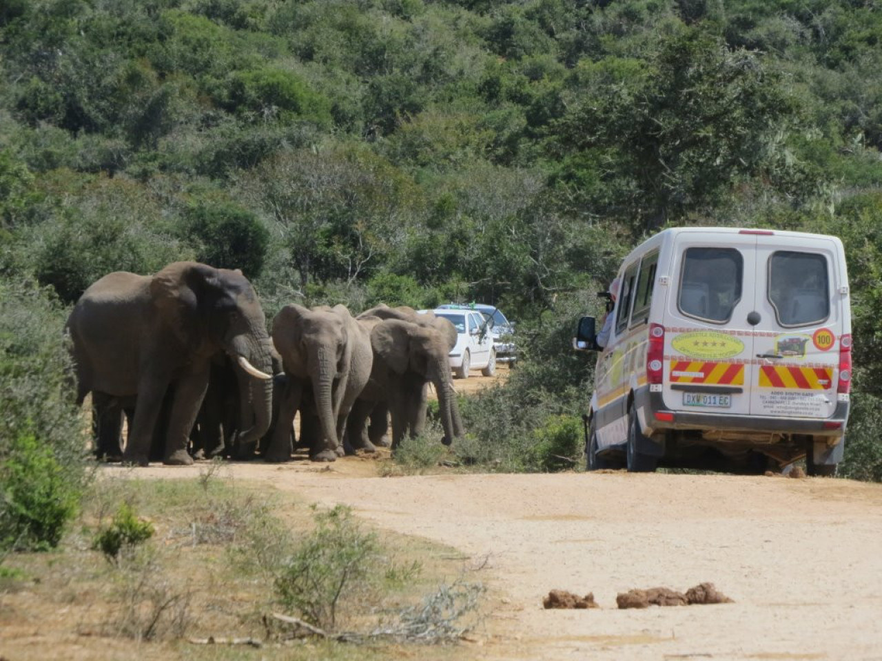 Pirschfahrt im Addo Elephant Nationalpark
