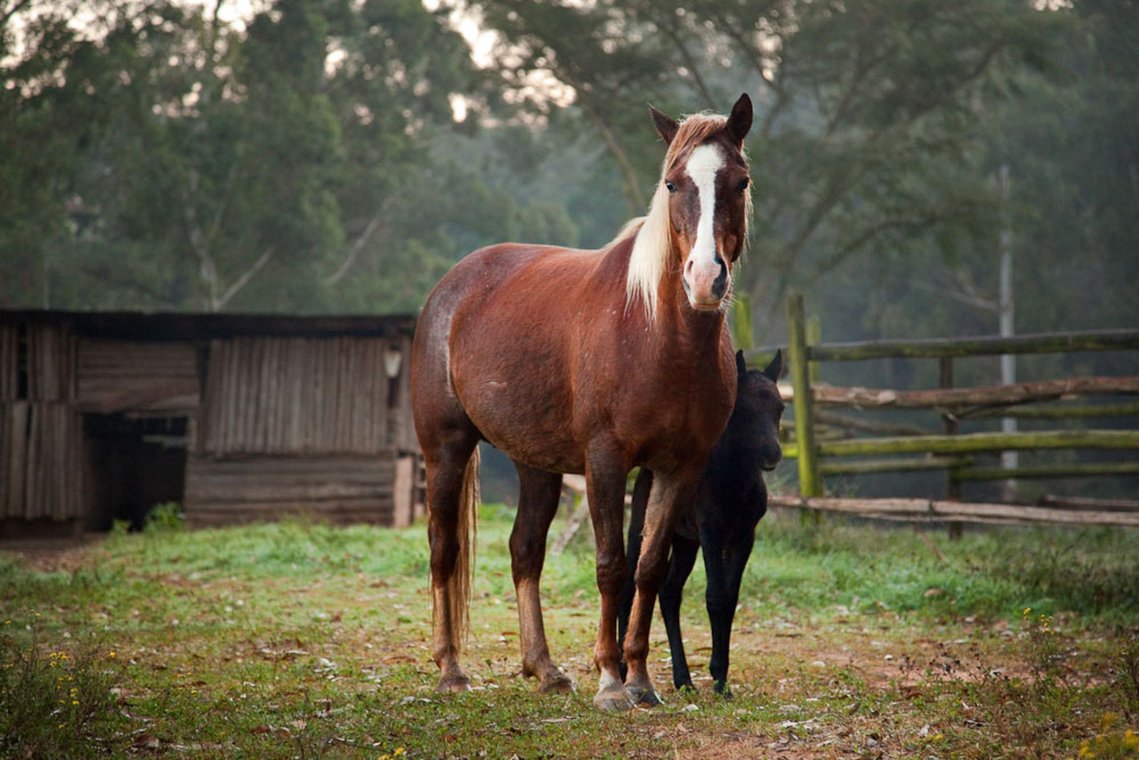 Erkunden Sie optional die Landschaft zu Pferd