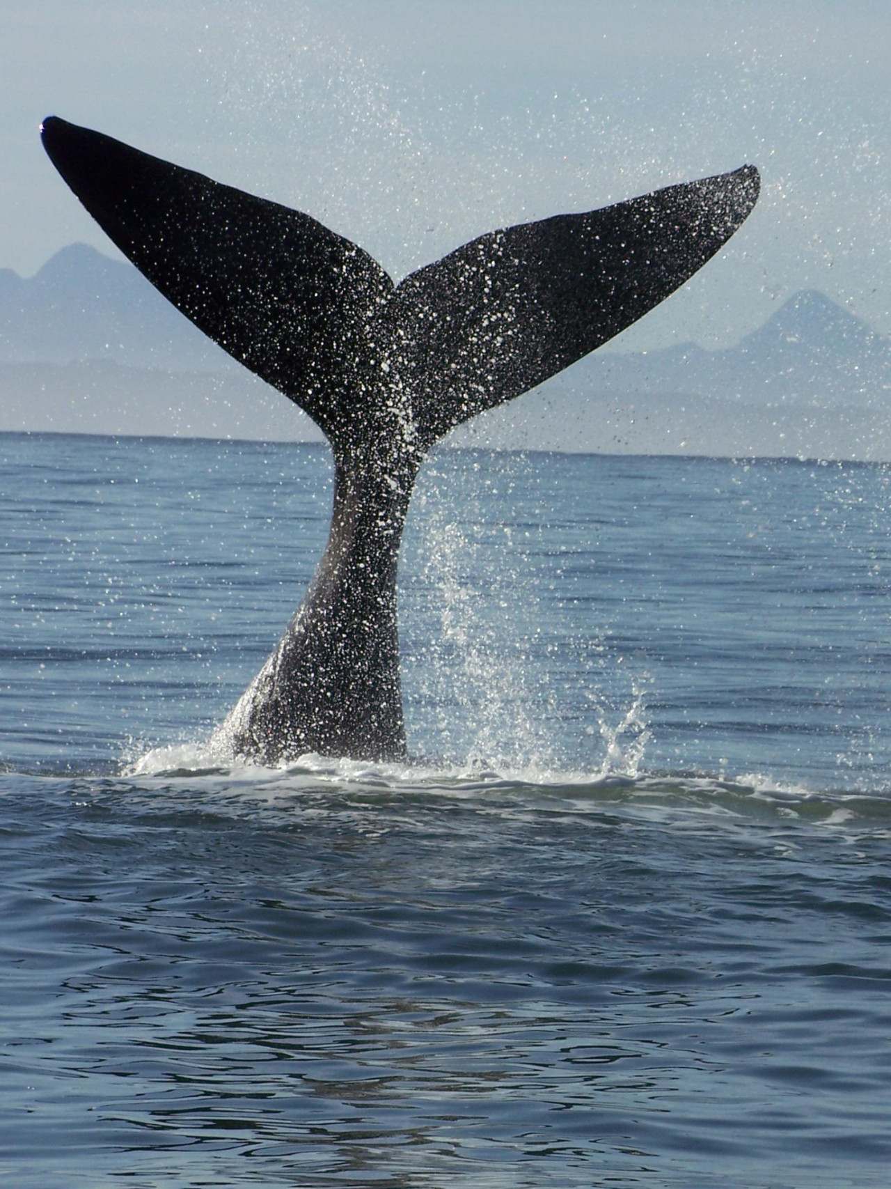 Unvergessliche Sichtung von Walen und Delphinen