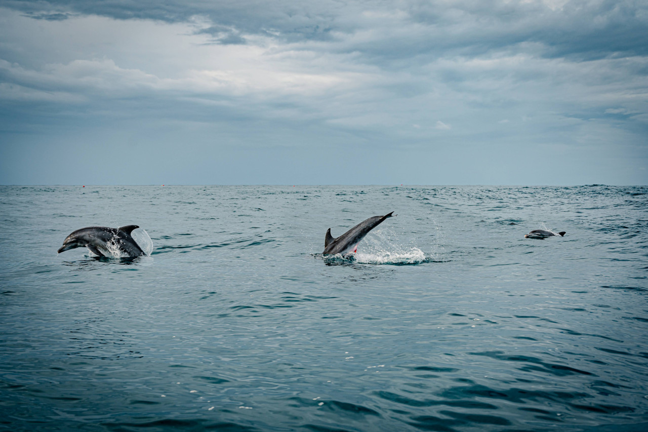 Mit etwas Glück Delfine beobachten