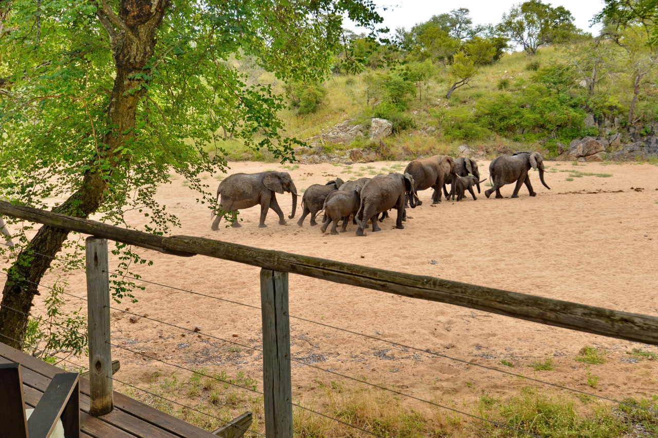 Mit etwas Glück kommen die Tiere nah an die Veranda