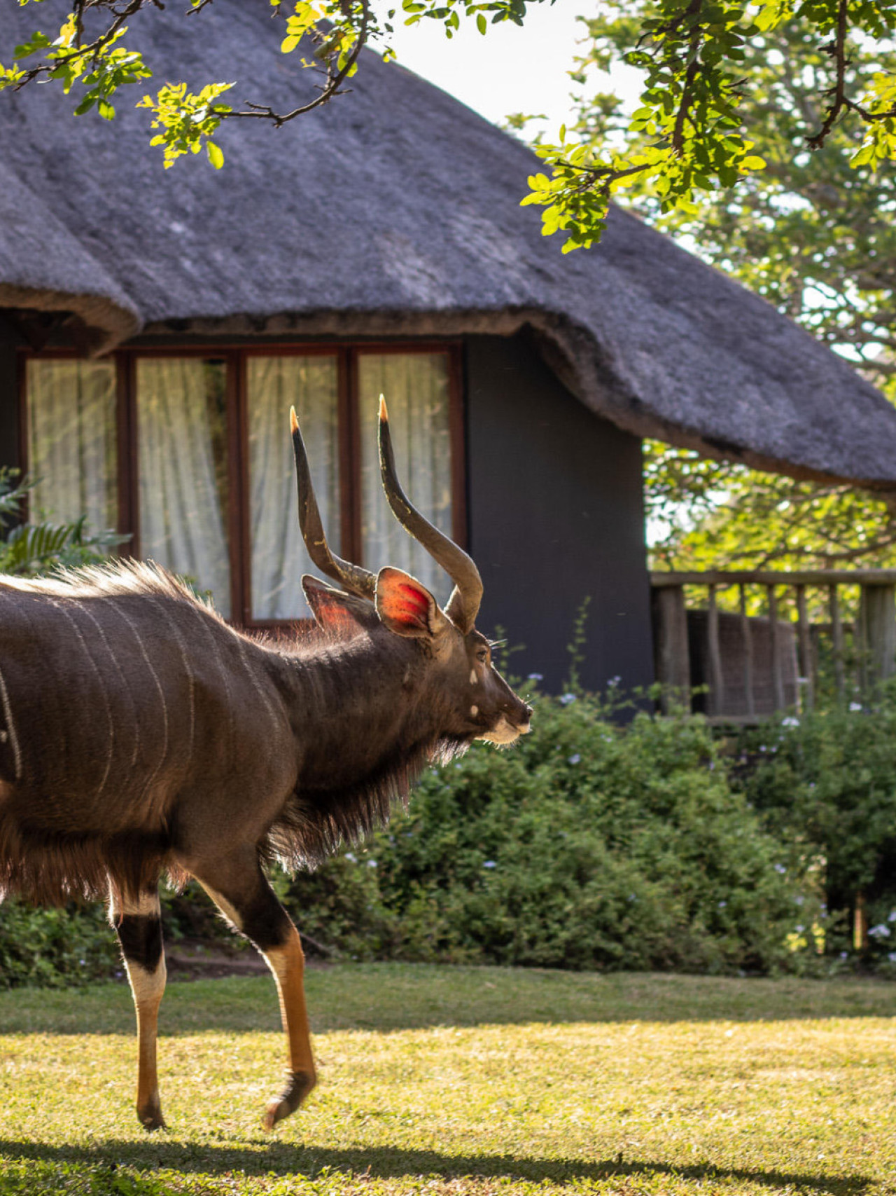 Familiengeführte Lodge im Herzen von Zululand