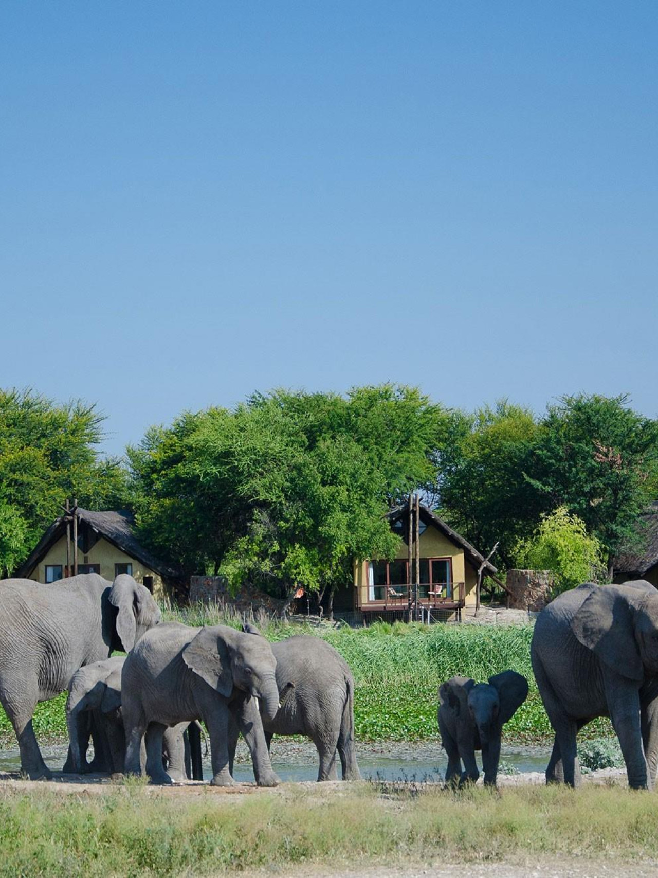 Luxus-Safari-Lodge inmitten der natürlichen Tierwelt