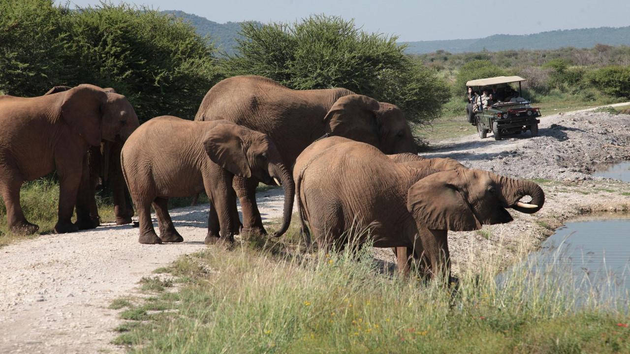 Spannende Tierbeobachtung während Pirschfahrten