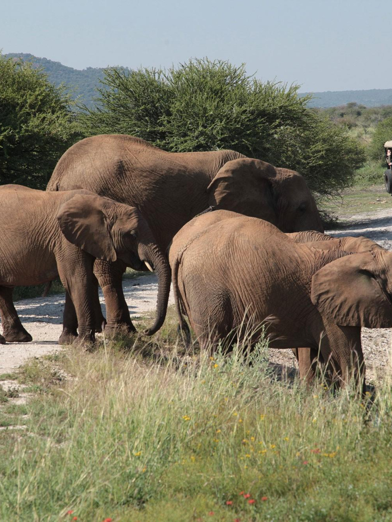 Spannende Tierbeobachtung während Pirschfahrten