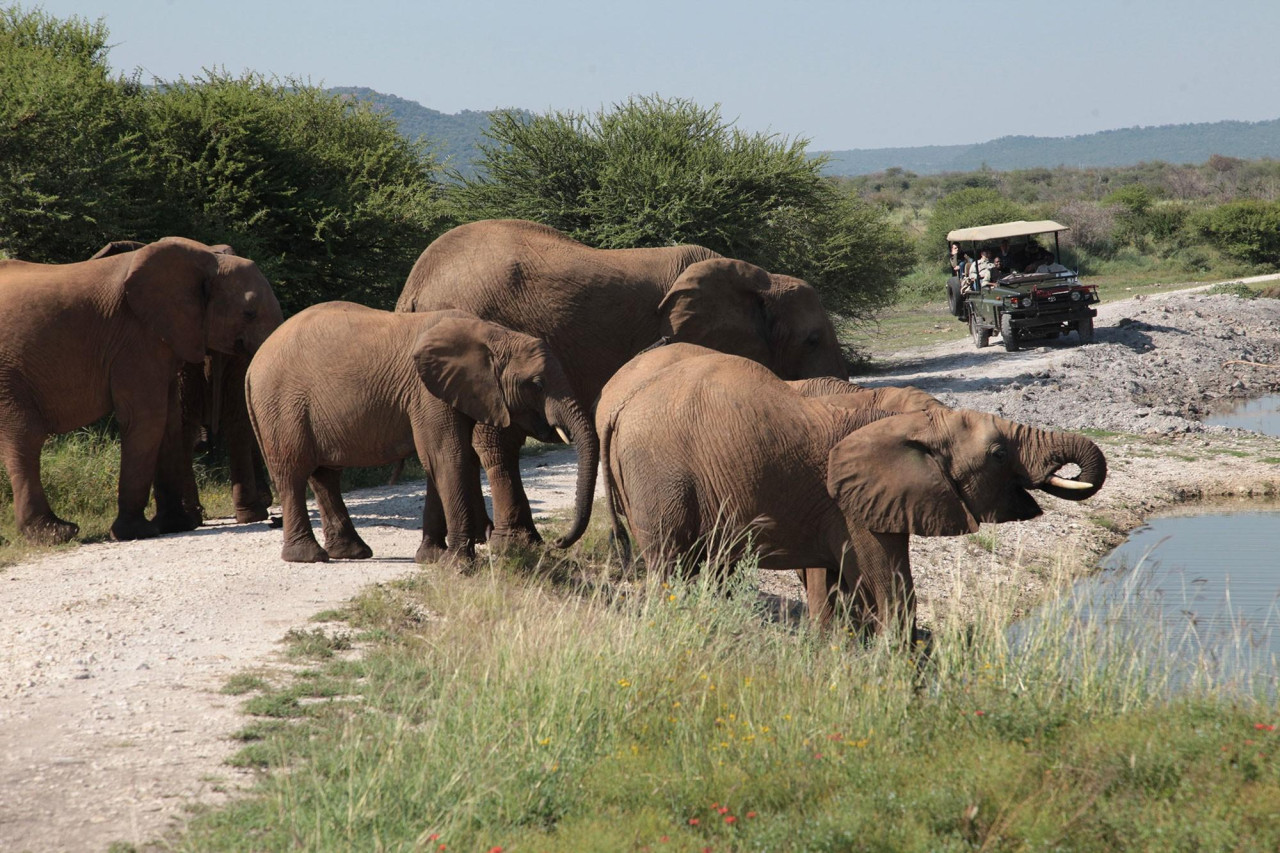 Spannende Tierbeobachtung während Pirschfahrten