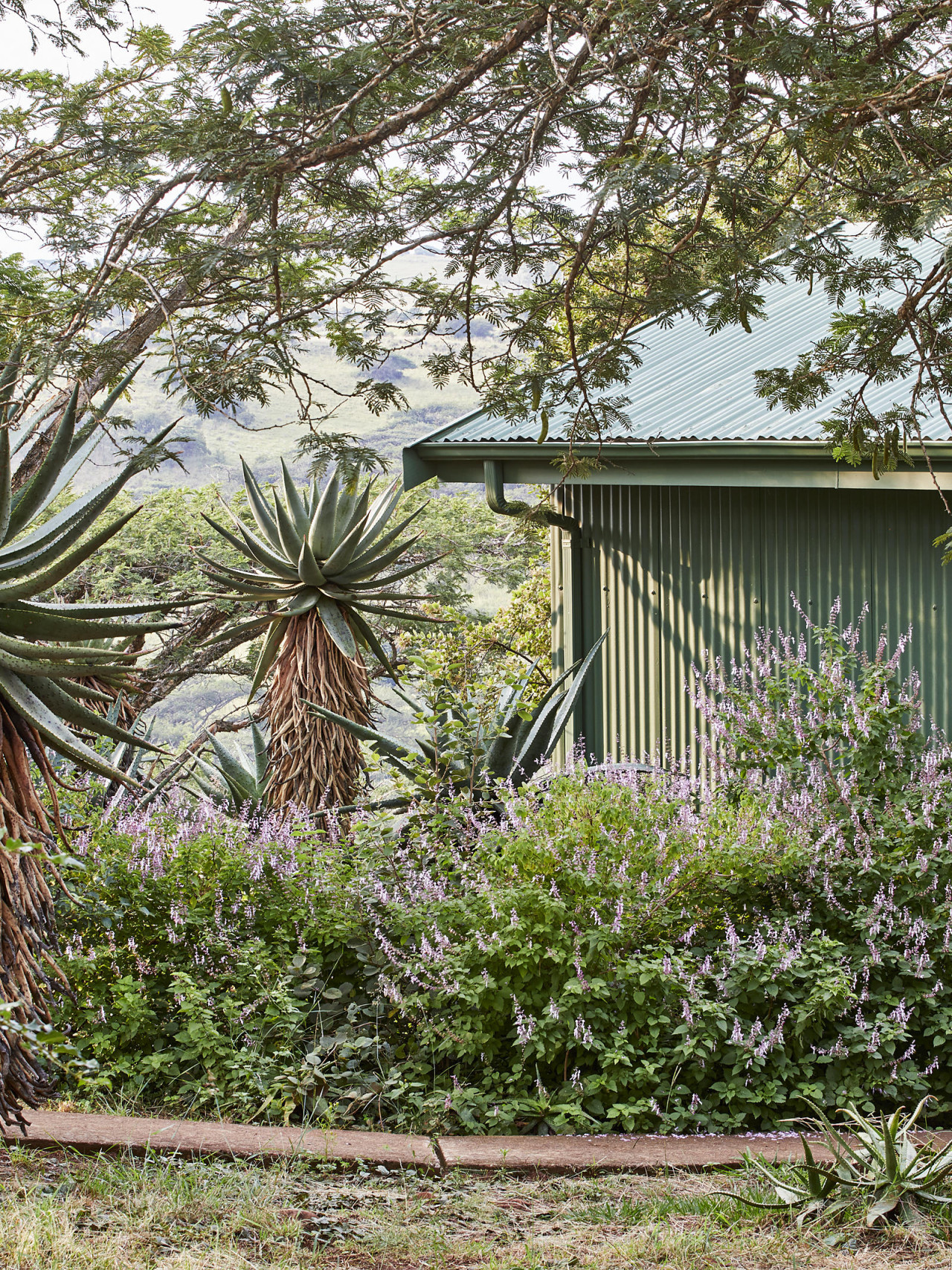 Cottage in tropischem Garten mit exotischen Pflanzen