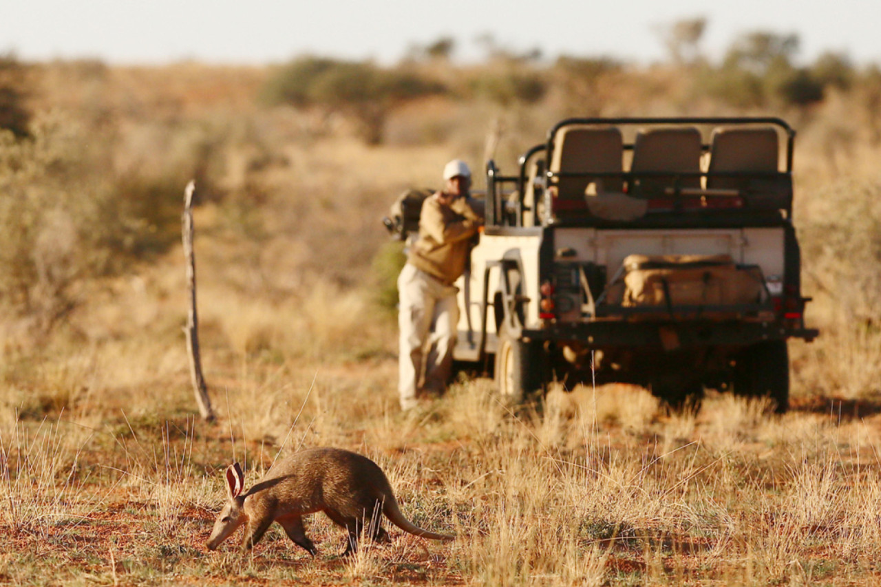Privates Safarifahrzeug mit Guide und Fährtenleser